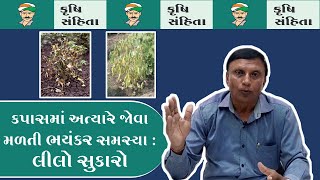 કપાસમાં જોવા મળતી અત્યારની ભયંકર સમસ્યા : લીલો સુકારો