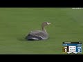 ANIMALS AT THE BALLPARK! Great animal moments but they get INCREDIBLY MORE AWESOME!