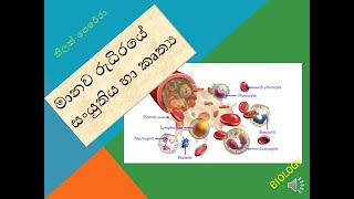 මානව රුධිරයේ සංයුතිය හා කෘත්‍ය