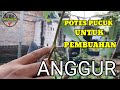 POTES PUCUK UNTUK MEMBUAHKAN ANGGUR