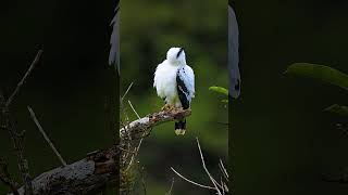 White hawk_Live life with passion_see the beauty in all things _and share it with the world. #nature