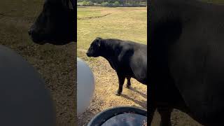 Moving our Angus Bull doc back home after going to neighbors pasture.