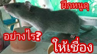 วิธีฝึกหนูให้เชื่องเลี้ยงง่าย ไม่ดุ How to train rats to be tamed, easy to raise, not fierce.