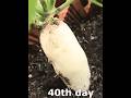 How to grow radish in 40 days to eat #shorts #gardening