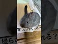 ごろんしてるうさぎのおしりを撮ろうとしたら、うさぎに注意された飼い主 shorts うさぎ bunny かわいい