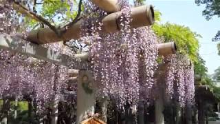 2018満開を迎えた久伊豆神社の藤＜埼玉県越谷市＞