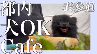 【vlog】わんちゃんOKのcafeに行ってきた！！【表参道】