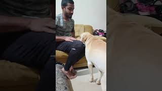 ലേ Golden _ ഇത്തിരി സ്നേഹത്തിന് വന്നതാ ഞാൻ 💖🥰 #love #youtube #shorts #golden #funnydogvideos #viral