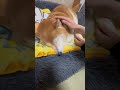 柴犬福 姉に匂い嗅がれる柴犬🤣sister and shiba🤣 姉と柴 shorts funnydog dogshorts funny shiba 柴犬 시바견