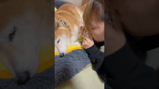 柴犬福 姉に匂い嗅がれる柴犬🤣Sister and Shiba🤣#姉と柴 #shorts #funnydog #dogshorts #funny #shiba #柴犬 #시바견