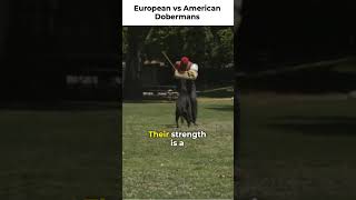 EUROPEAN VS AMERICAN DOBERMAN PINSCHER