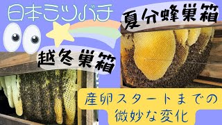 【日本ミツバチ】分蜂でザワついていた巣箱のハチ🐝💨💨新女王の群れとして落ち着くまでをパパッと👀✨