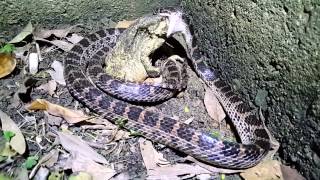 Lycodon rufozonatum vs. Toad