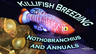 Killifish - Breeding Nothobranchius and other Annuals