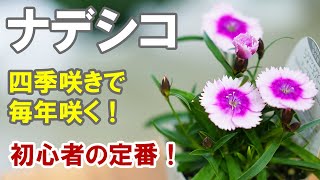 ナデシコの育て方 土 多年草 初心者さんのためにわかりやすく解説！