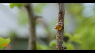 Kirschbaum mit Gummiflußkrankheit