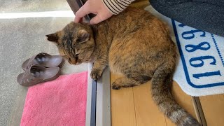 【おしゃべりサビちゃん】春のモフモフ撫でまつり