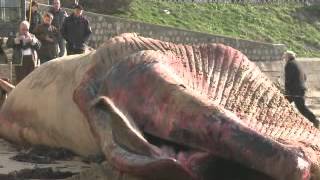 18-metre whale washes up dead on French beach