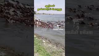 ஆடு நீச்சல் அடிக்குது