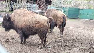 two bisons in high park zoo at lunchtime #bison #bisons #toronto #trending #viral #shortsviral #vlog