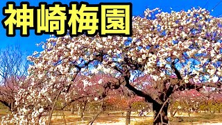 梅の花ってこんなに綺麗だったと初めて知った！岡山県 神崎梅園、神崎緑地公園