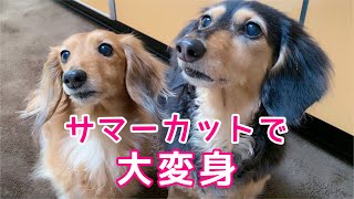 【ダックスフンド】愛犬たちのサマーカット☆暑い夏を乗り切ろう！！