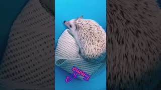 ハリネズミのエマさんはお風呂がお嫌い Emma the hedgehog doesn’t like to take a bath