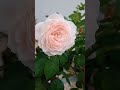 earth angel rose. kordes roses. fragrant rose. shurb rose. india.