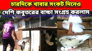 চারদিকে খাবার সংকটের দিনে দেশি কবুতরের বাচ্চা সংগ্রহ করলাম || desi pigeon baby || Birds of village