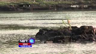 Buaya Bermunculan di Sungai Brantas, Sidoarjo - NET12