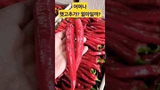 농민 큰일! 어머나? 햇고추가? 얼마? 대단하다! #폭락 #시장 #김치 #음식 #할인 #고추가루 #맛집 #고추