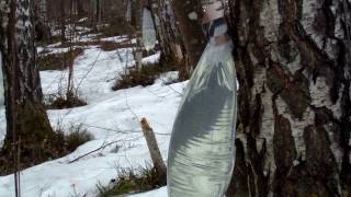 Bērzu sulu urbšana, birch sap tapping.