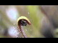 Sundew catches and folds over fly