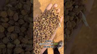 Guna mandi bhav #guna #agriculture #mandi #mp #youtube #farming #trending #video #kisan #ketibadi