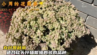 小周养多肉：去年剃头的两盆多肉马库斯和丸叶姬秋丽，现在又枝繁叶茂了｜多肉植物