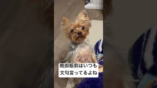 何か文句言ってるヨーキー　#dog #doglover #ヨーキー #ヨークシャテリア #yorkie #yorkshire