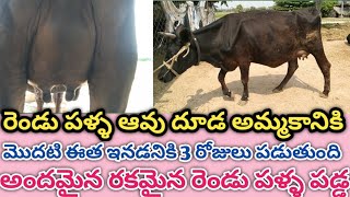 రెండు పళ్ళ ఆవు దూడ అమ్మకానికి || మొదటి ఈత ఇనడనికి 3 రోజులు పడుతుంది || అందమైన రకమైన రెండు పళ్ళ పడ్డ