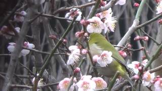 メジロ 梅の花と遊ぶ