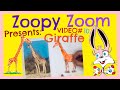 Create a Giraffe Out of Scribbles and Shapes – How It's Done!