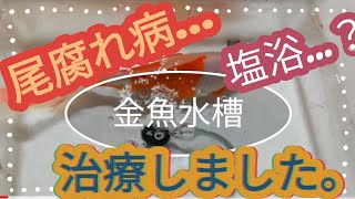 ❰長物金魚水槽❱　尾ぐされ病…金魚の病気　大丈夫ですよ😊治せます。治りますよ❗