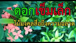 ดอกเข็มเล็ก​ ไม้มงคลสื่อถึงความฉลาด