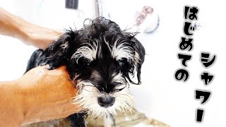 🐶初めてのシャンプーは大暴れが普通だよね？🛁🐥