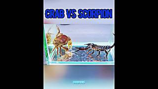 Crab vs scorpion #beepersedits