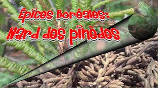 Épice boréales : Nard des pinèdes