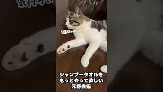 シャンプータオルをもっとやって欲しい元野良猫