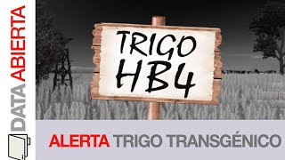 Transgénicos en Argentina: ¿Quién gana con el trigo HB4?