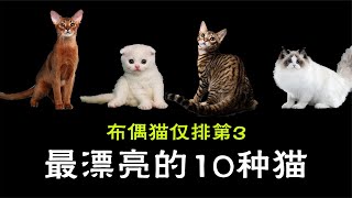 布偶猫仅排第3，世界上最漂亮的10种猫，你家养的是哪款？