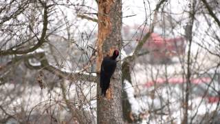 Datel černý / Black woodpecker