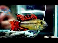 4 27【dc短鯛坊】b超紅鳳尾短鯛 no.b5【dwarfcichlids】@dcasfish