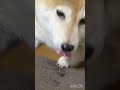 物欲しそうにこっちを見てる柴犬ラッキー